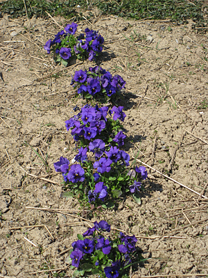 pansy mulched